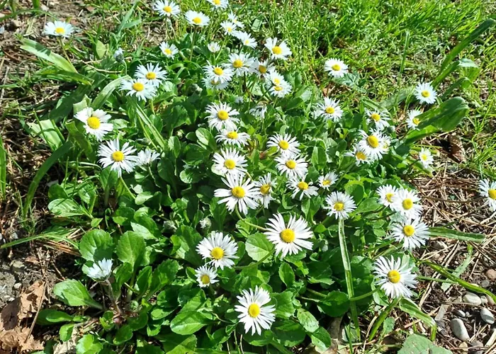 Affittacamere Perusia Perugia